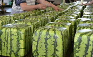50 Datos que muestran que Japón es diferente a cualquier otro país (nuevas fotos)