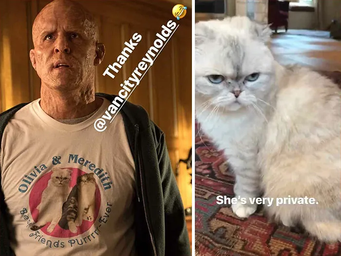 In Deadpool 2 (2018), Wade Wears A Shirt That Says: "Olivia & Meredith. Best Friends Purrrr-Ever". The Two Cats Actually Belong To Taylor Swift. The Production Crew Had To Get Permission From Her To Use Their Image