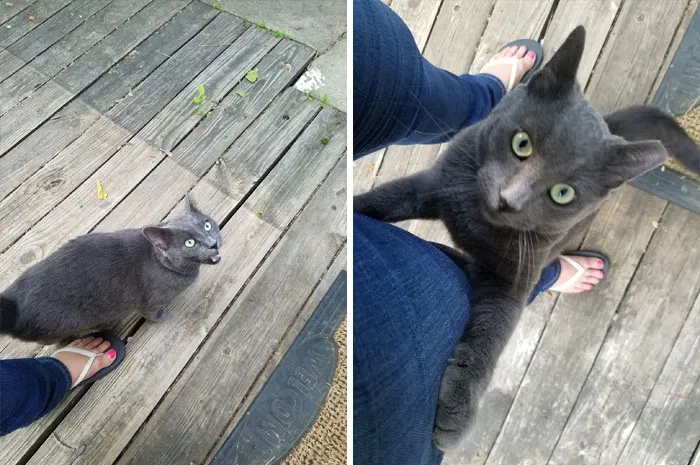 Bought A New House. This Is My First Neighbor To Welcome Me