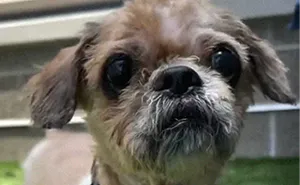 Abandoned Dog Receives A Life-Changing Makeover, Getting 6.5 Pounds Of Matted Fur Shaved Off 