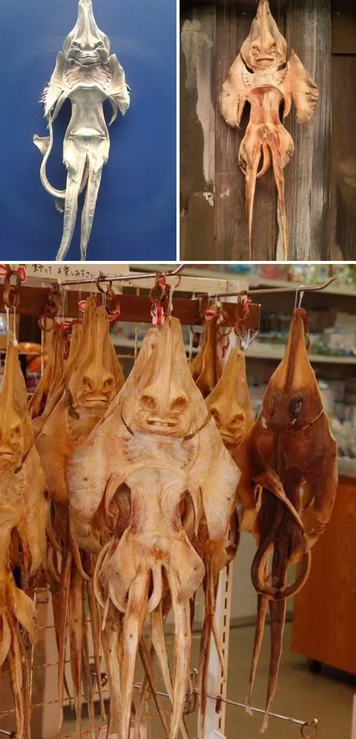 Dried-Up Stingrays Will Haunt My Nightmares