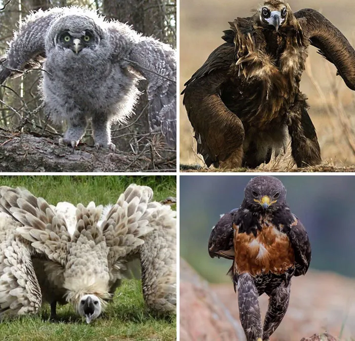 Birds Running