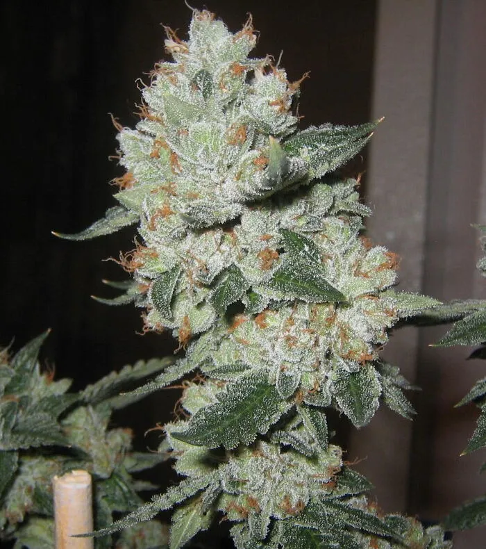 "Forward Motion...like The Ocean; The Herb Is More Than Just A Powerful Potion”- Cypress Hill