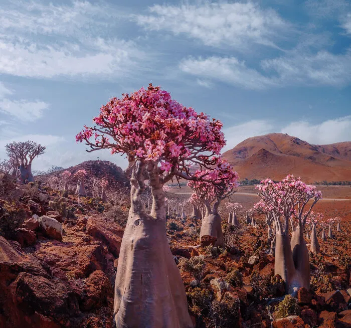 I Explored Socotra Island — A Place Unlike Anywhere Else (30 Pics)