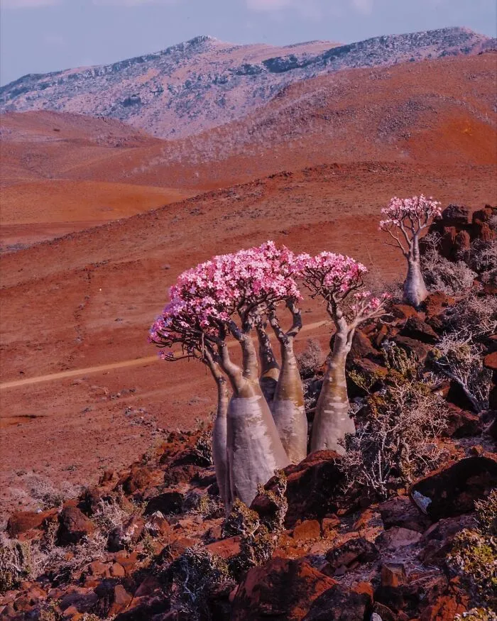I Explored Socotra Island — A Place Unlike Anywhere Else (30 Pics)