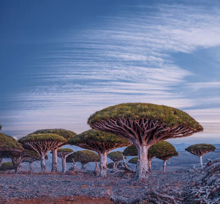 I Explored Socotra Island — A Place Unlike Anywhere Else (30 Pics)