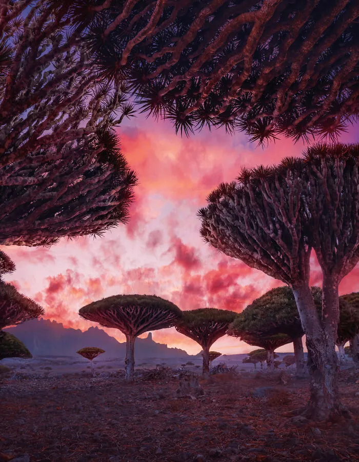 I Explored Socotra Island — A Place Unlike Anywhere Else (30 Pics)
