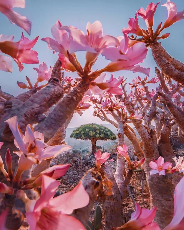 I Explored Socotra Island — A Place Unlike Anywhere Else (30 Pics)