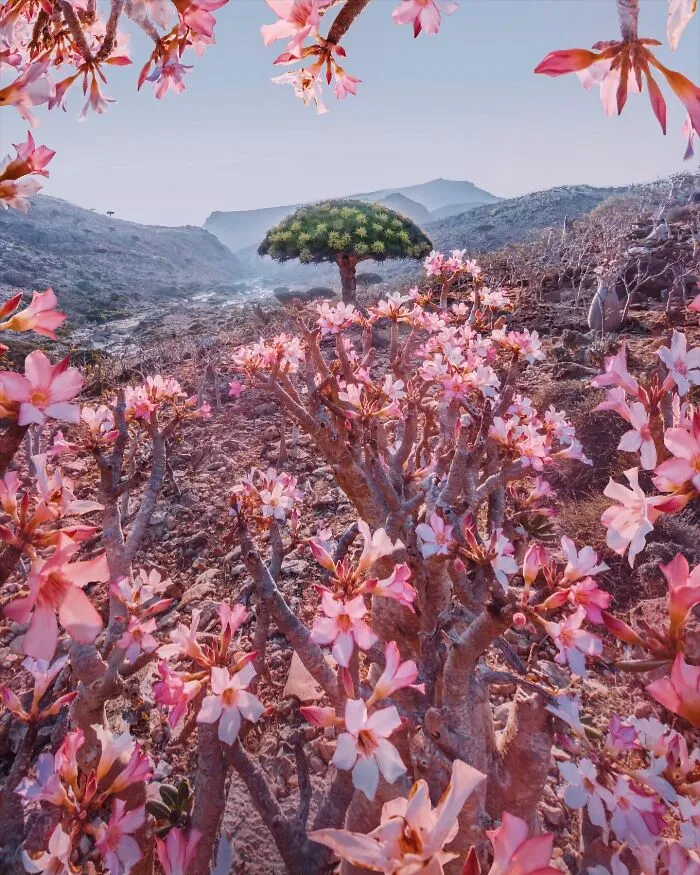 I Explored Socotra Island — A Place Unlike Anywhere Else (30 Pics)