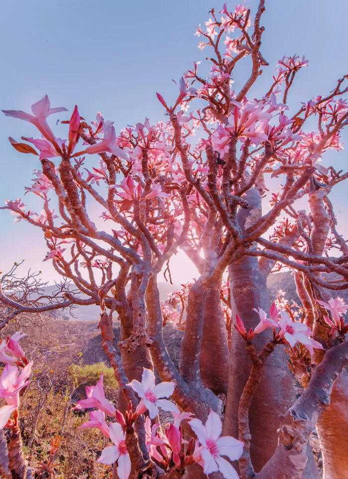 I Explored Socotra Island — A Place Unlike Anywhere Else (30 Pics)