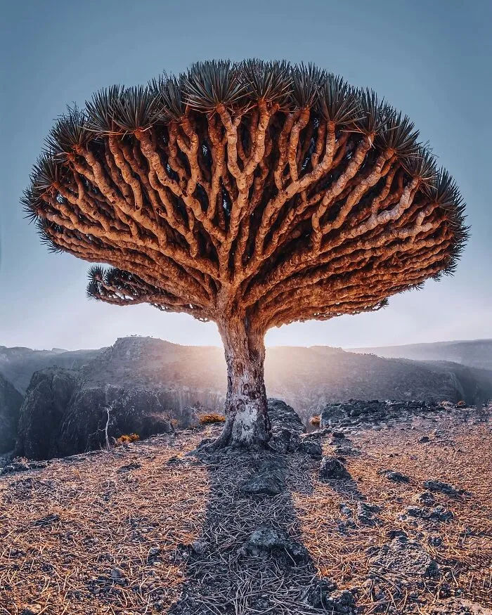 I Explored Socotra Island — A Place Unlike Anywhere Else (30 Pics)