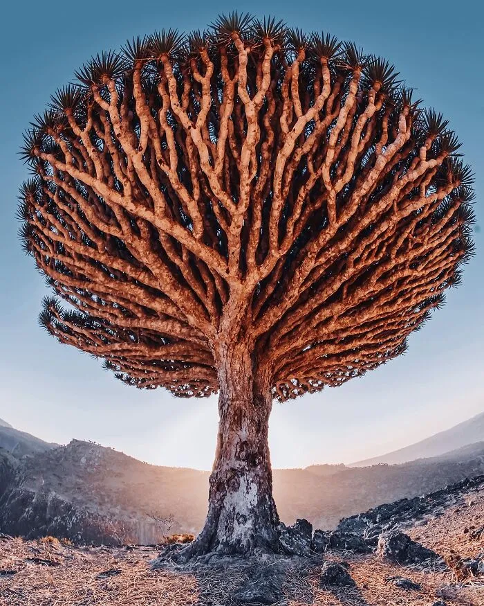 I Explored Socotra Island — A Place Unlike Anywhere Else (30 Pics)