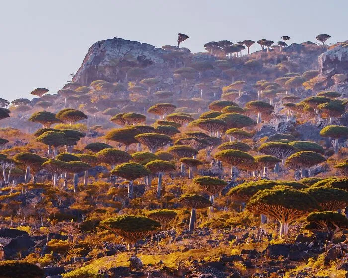 I Explored Socotra Island — A Place Unlike Anywhere Else (30 Pics)