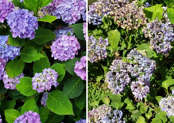 Antes y después de mis hortensias en la ola de calor de Portland. Buenas noches, dulce príncipe