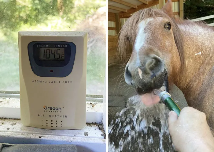 40 grados a la sombra en nuestro granero. Haciendo nuestro mejor esfuerzo