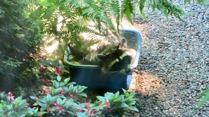 Mis padres viven en las afueras de Seattle y han instalado una "piscina" para su mapache residente. Creo que lo apreció