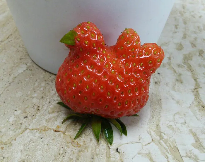 Voy a tener que comerme esta gallina porque aún no ha puesto un solo huevo