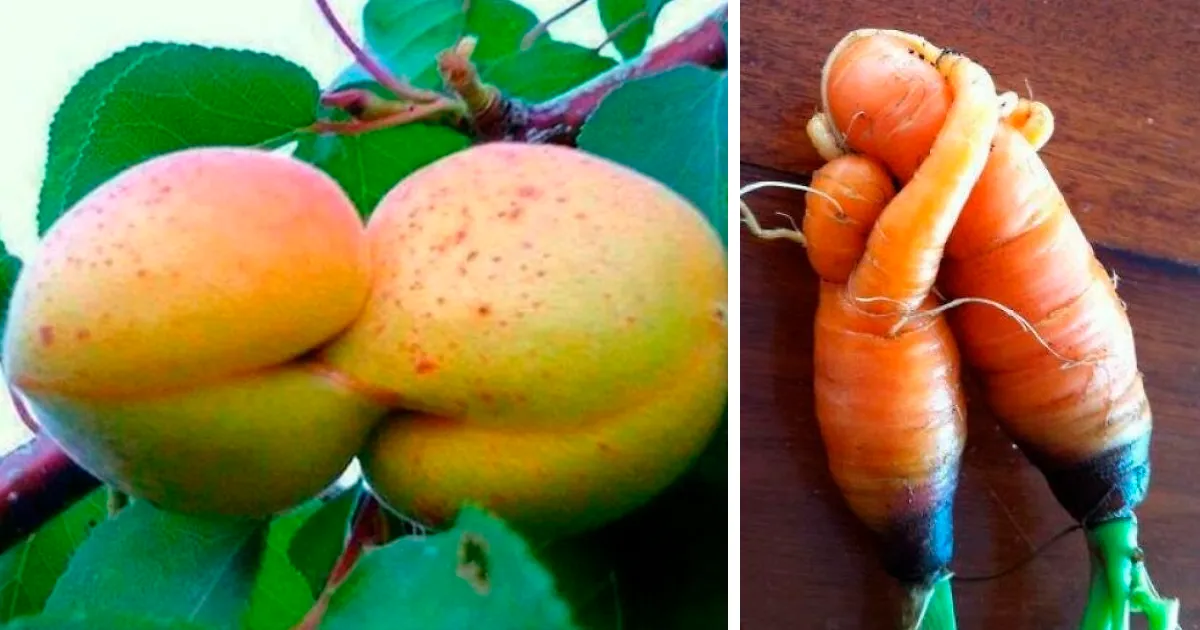50 Personas que vieron pareidolia en estas verduras y frutas y tuvieron que hacerles una foto
