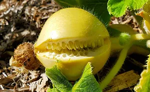 50 Times People Spotted Pareidolia In These Vegetables And Fruits And Just Had To Take A Pic