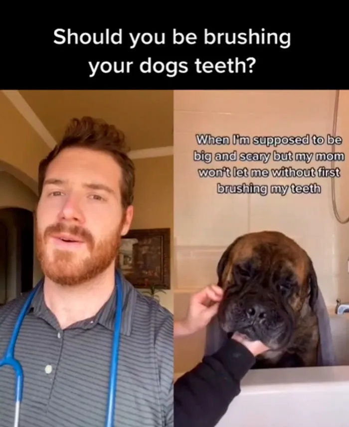 30 Useful And Lesser-Known Pet Care Tips By This Vet