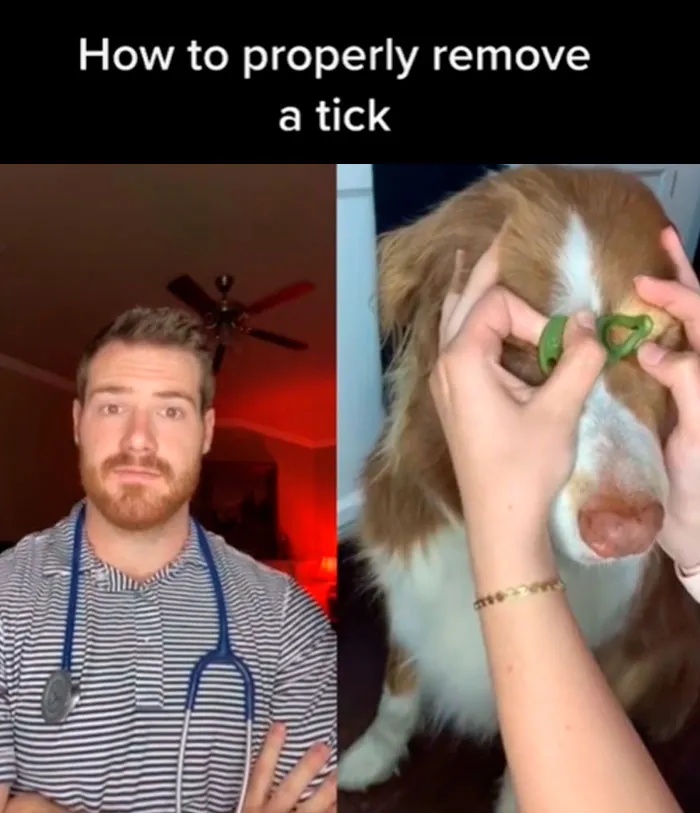 30 Useful And Lesser-Known Pet Care Tips By This Vet