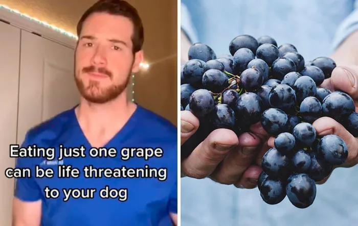 30 Useful And Lesser-Known Pet Care Tips By This Vet