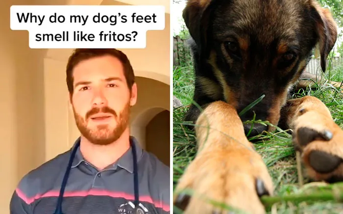 30 Useful And Lesser-Known Pet Care Tips By This Vet