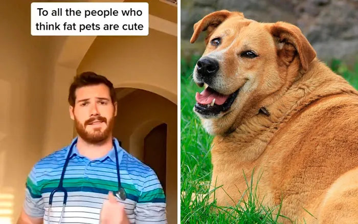 30 Useful And Lesser-Known Pet Care Tips By This Vet