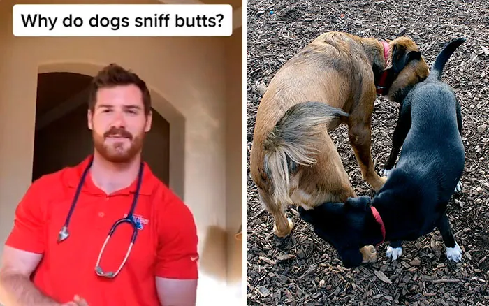30 Useful And Lesser-Known Pet Care Tips By This Vet