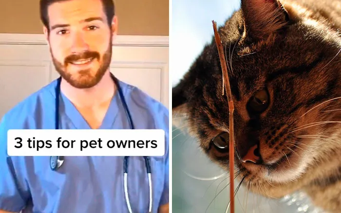 30 Useful And Lesser-Known Pet Care Tips By This Vet