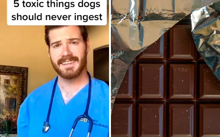 30 Useful And Lesser-Known Pet Care Tips By This Vet