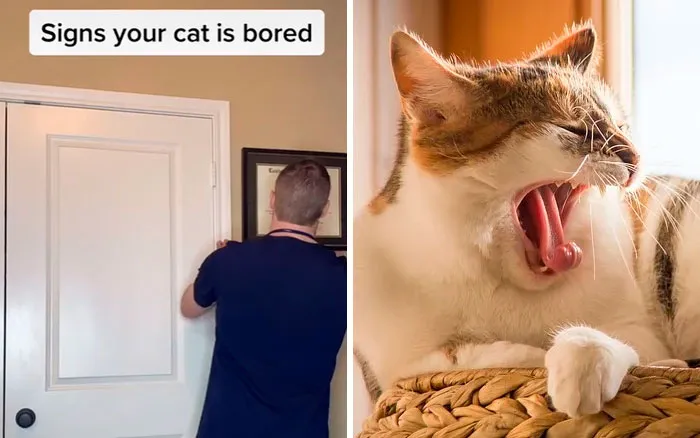30 Useful And Lesser-Known Pet Care Tips By This Vet