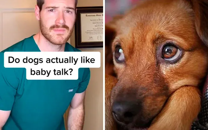30 Useful And Lesser-Known Pet Care Tips By This Vet