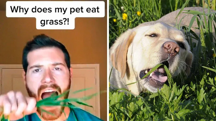 30 Useful And Lesser-Known Pet Care Tips By This Vet