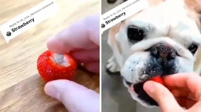 30 Useful And Lesser-Known Pet Care Tips By This Vet