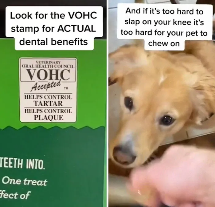 30 Useful And Lesser-Known Pet Care Tips By This Vet