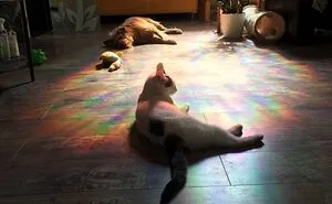 Most Lovely Cat Ever
