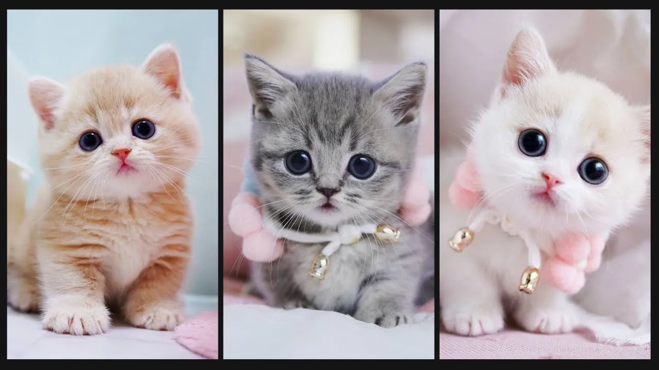 Top Best Funny And Cute Cat Videos Compilation 2021