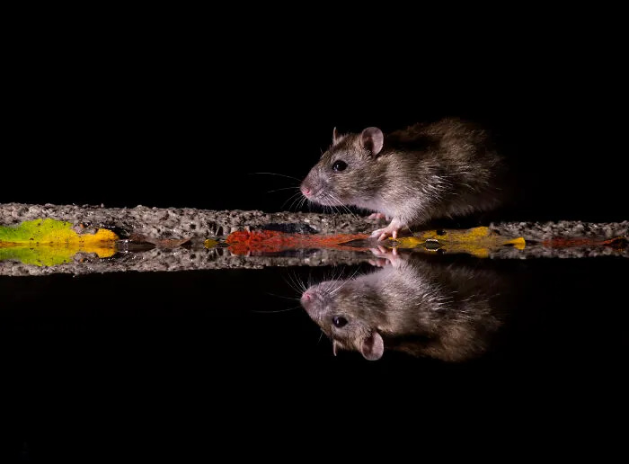To Change People’s Negative Perceptions Of Rats, I Started Photographing Them In A Nice Way (19 Pics)