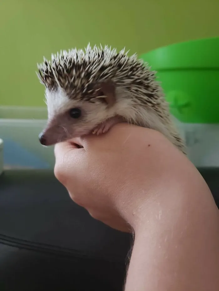 Spoutnik, Because He's A Little Ball With Spikes. Also, Sputnik Means Companion In Russian, Figured It Was A Good Name For A Pet