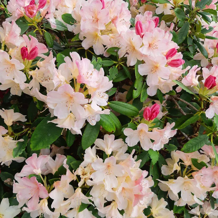 One Of Many Rhododendrons, A Sure Sign Spring Is Here.