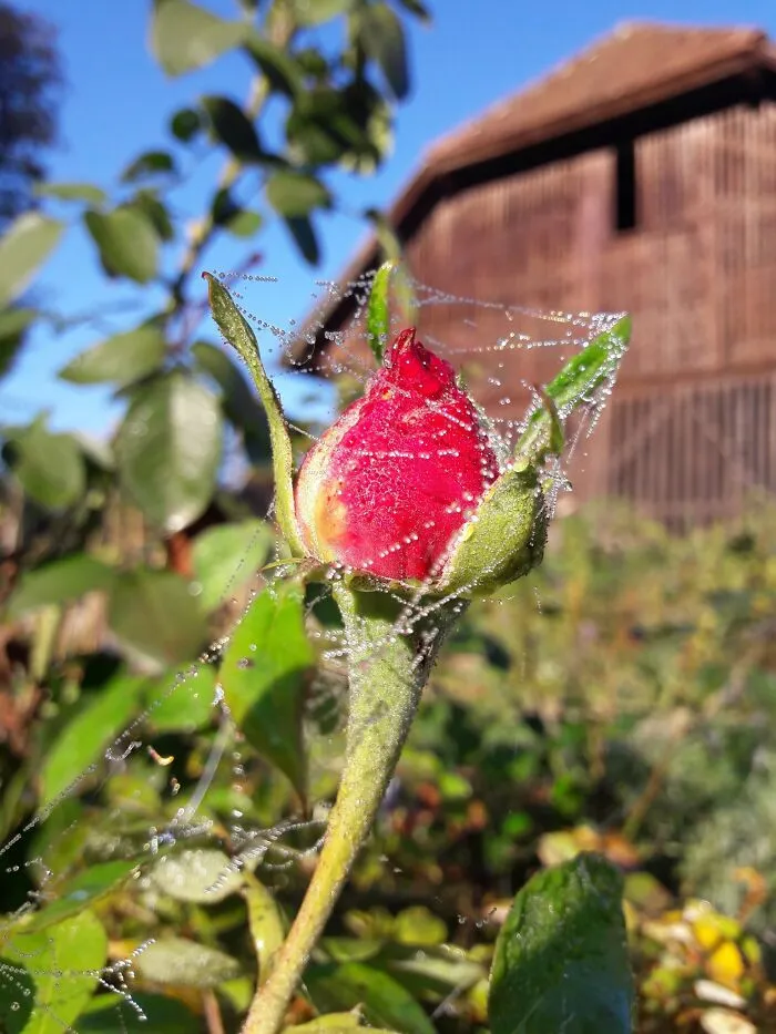 A Rose In My Garden