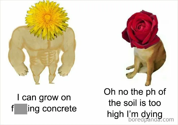 Clever science meme featuring a strong dandelion growing on concrete and a weak rose struggling with soil pH.
