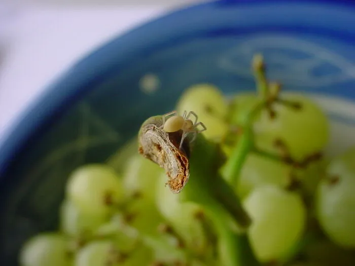 Sour Grapes