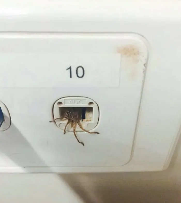 This Huntsman Spider Was Trying To Connect To The Web