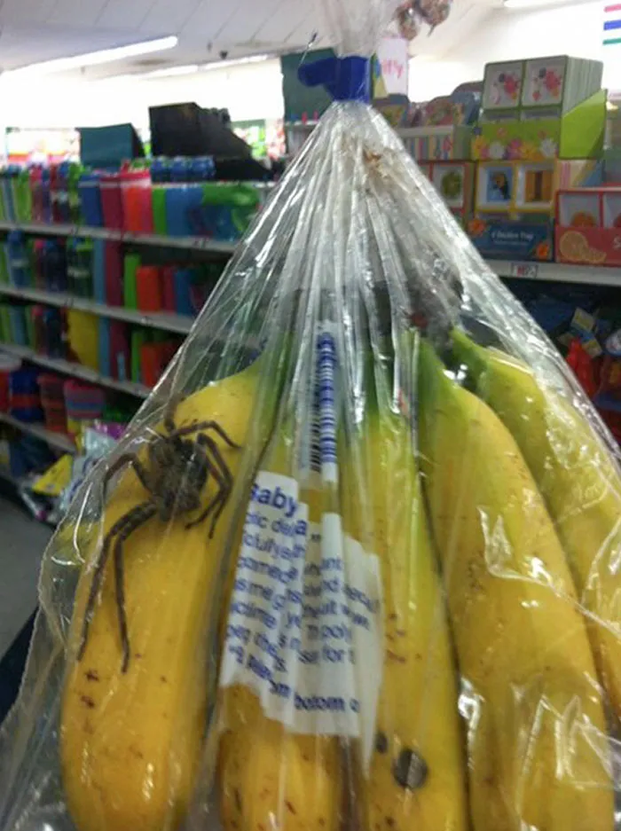 In Case You Couldn't Tell How Big The Spider Is