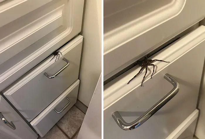 Yep. That Is Your Drawer Now. Wolf Spider Is Harmless But He Mentally Kicking My Butt