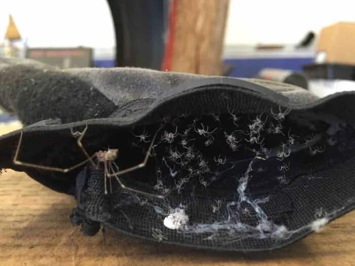 Glove Full Of Spiders