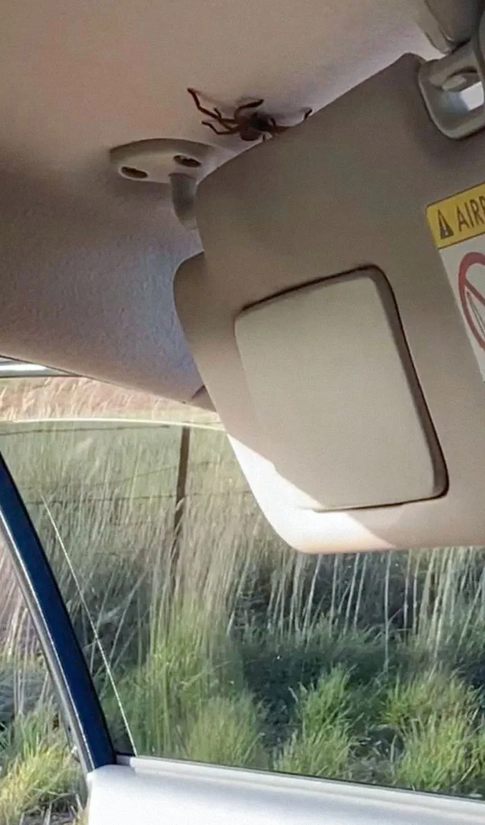 Another Spider In The Car. Passenger Nearly Swung The Door Off