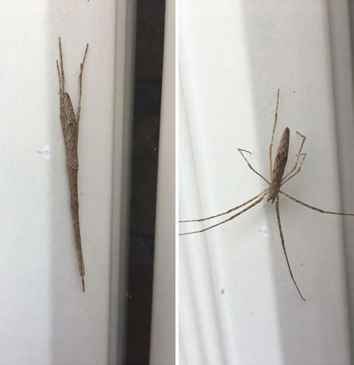 This Spider On My Back Porch Disguises Itself As A Stick To Fool Prey